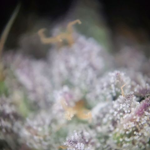 Purple Cookie Kush growlog timeline photo