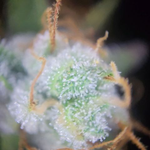 Banana Kush Cake growlog timeline photo