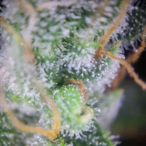 Banana Kush Cake growlog timeline photo