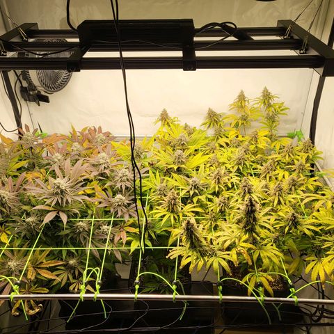 Banana Kush Cake growlog timeline photo