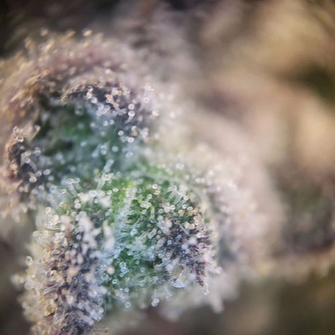 White Widow growlog timeline photo