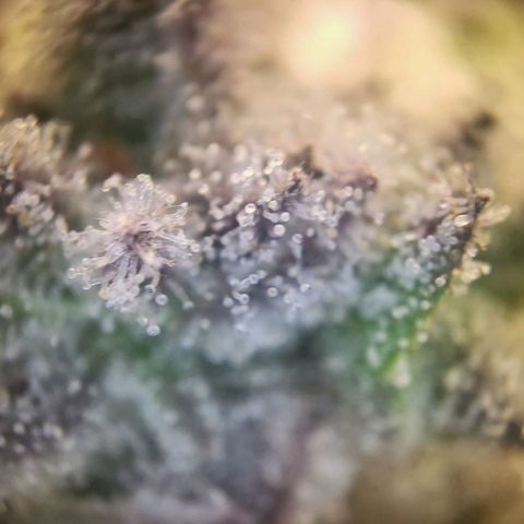 White Widow growlog timeline photo