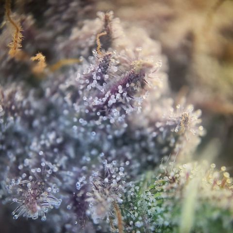 Purple Cookie Kush growlog timeline photo