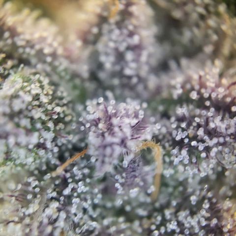 Purple Cookie Kush growlog timeline photo