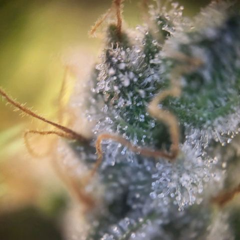 Banana Kush Cake growlog timeline photo