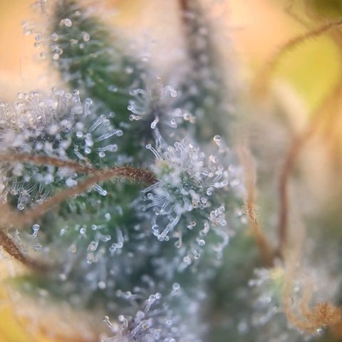 Banana Kush Cake growlog timeline photo
