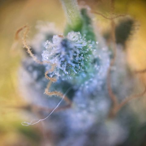 Banana Kush Cake growlog timeline photo