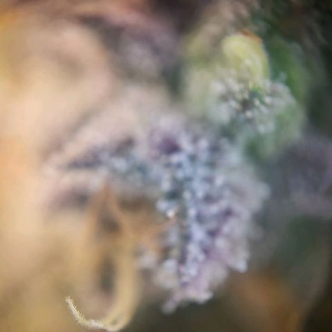 Purple Cookie Kush growlog timeline photo