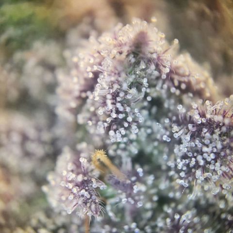 Purple Cookie Kush growlog timeline photo