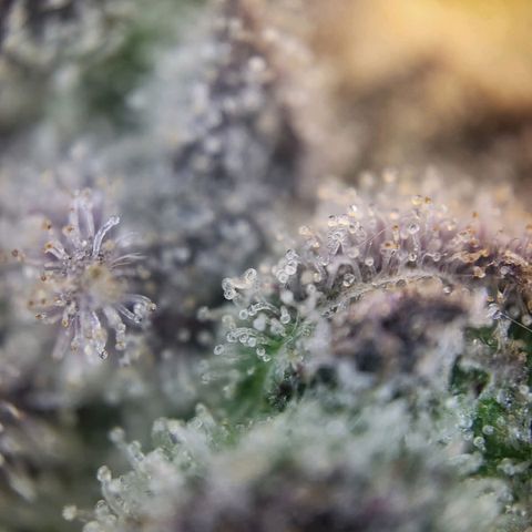 White Widow growlog timeline photo