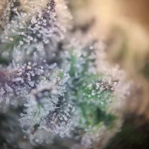 White Widow growlog timeline photo