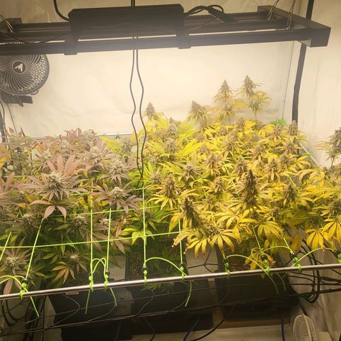 Banana Kush Cake growlog timeline photo