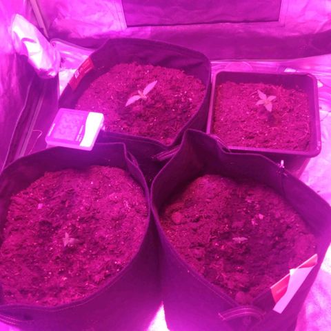 Royal Runtz Auto - Indoor  growlog timeline photo
