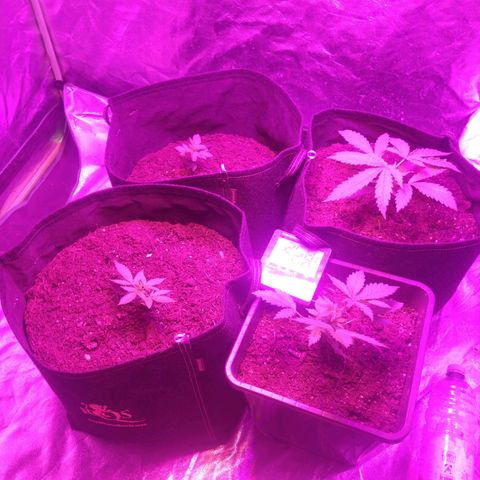Royal Runtz Auto - Indoor  growlog timeline photo