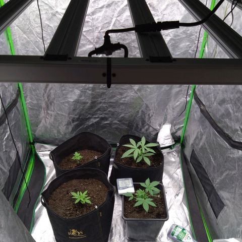 Royal Runtz Auto - Indoor  growlog timeline photo