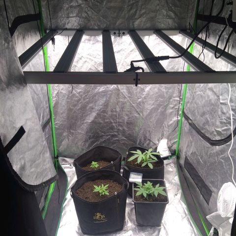 Royal Runtz Auto - Indoor  growlog timeline photo