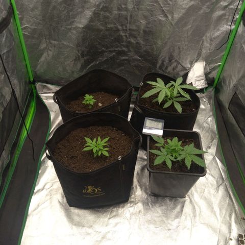 Royal Runtz Auto - Indoor  growlog timeline photo