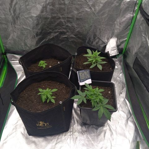 Royal Runtz Auto - Indoor  growlog timeline photo