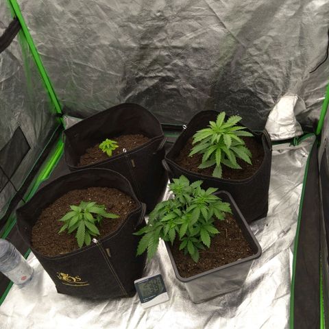 Royal Runtz Auto - Indoor  growlog timeline photo