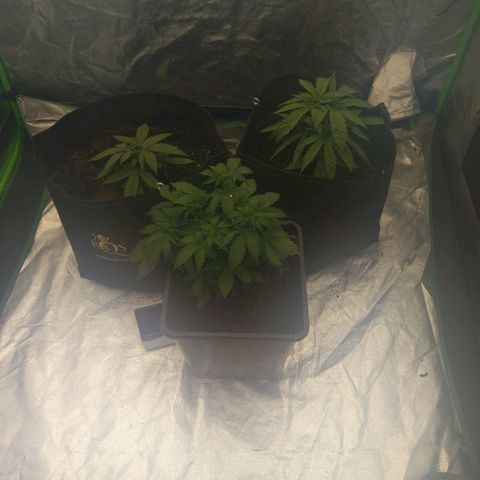 Royal Runtz Auto - Indoor  growlog timeline photo