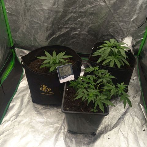Royal Runtz Auto - Indoor  growlog timeline photo