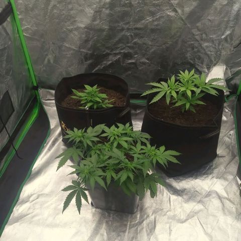 Royal Runtz Auto - Indoor  growlog timeline photo