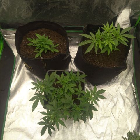 Royal Runtz Auto - Indoor  growlog timeline photo
