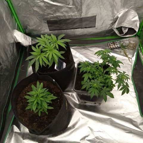 Royal Runtz Auto - Indoor  growlog timeline photo