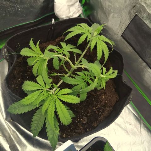 Special Queen #1 - Indoor growlog photo: Lollipopped, mainlining