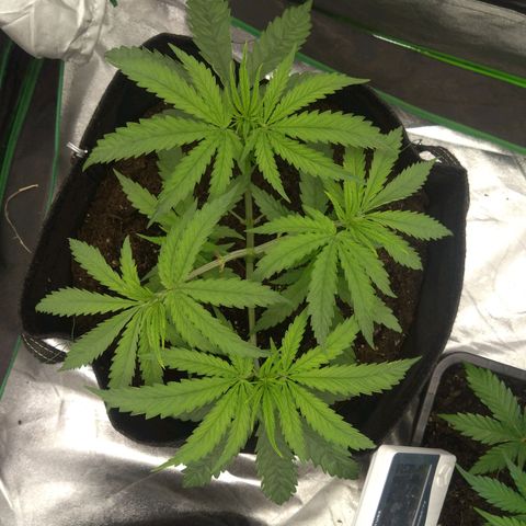 Special Queen #1 - Indoor growlog timeline photo