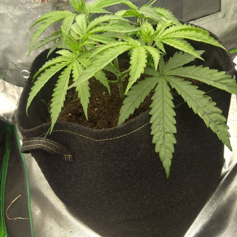 Special Queen #1 - Indoor growlog timeline photo