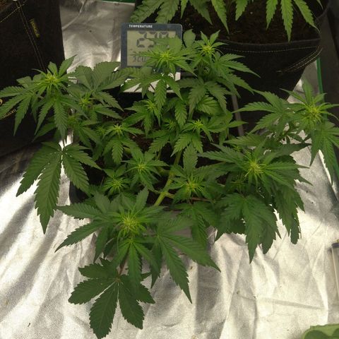 Royal Runtz Auto - Indoor  growlog timeline photo