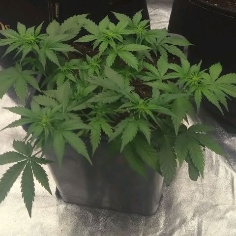 Royal Runtz Auto - Indoor  growlog timeline photo