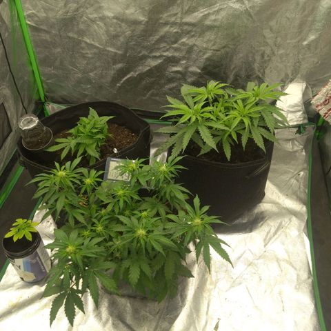Royal Runtz Auto - Indoor  growlog timeline photo