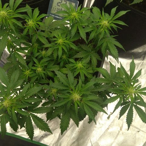 Royal Runtz Auto - Indoor  growlog timeline photo