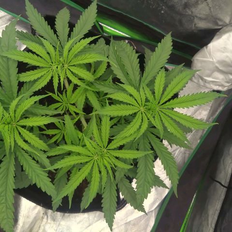 Special Queen #1 - Indoor growlog timeline photo