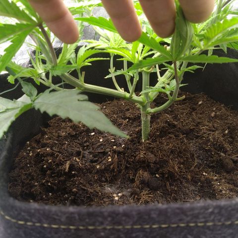 Special Queen #1 - Indoor growlog timeline photo