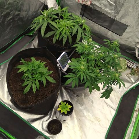 Royal Runtz Auto - Indoor  growlog timeline photo