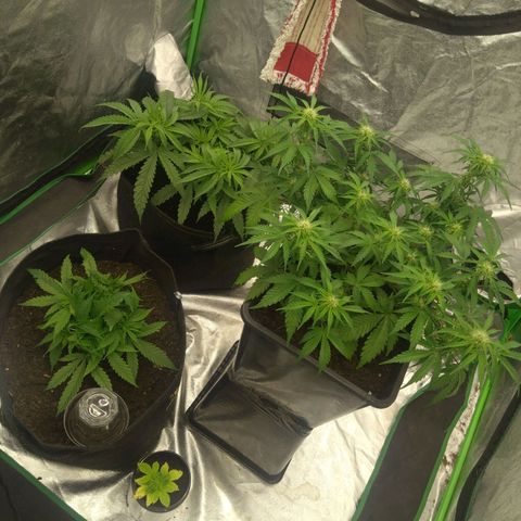 Royal Runtz Auto - Indoor  growlog timeline photo