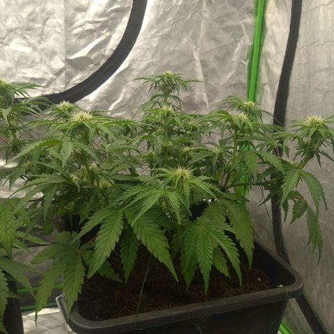 Royal Runtz Auto - Indoor  growlog timeline photo