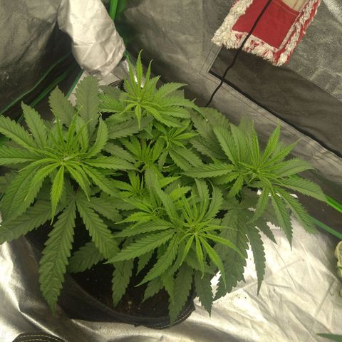 Special Queen #1 - Indoor growlog timeline photo