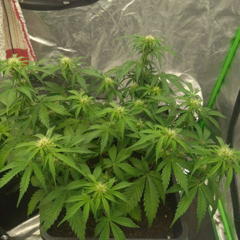 Royal Runtz Auto - Indoor  growlog timeline photo