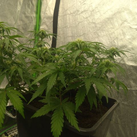 Royal Runtz Auto - Indoor  growlog timeline photo