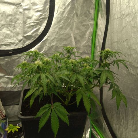 Royal Runtz Auto - Indoor  growlog timeline photo