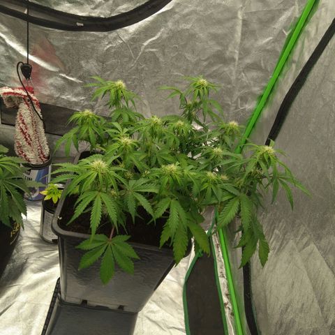 Royal Runtz Auto - Indoor  growlog timeline photo