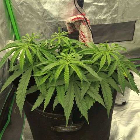 Special Queen #1 - Indoor growlog timeline photo