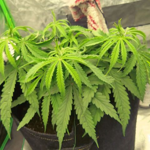 Special Queen #1 - Indoor growlog timeline photo