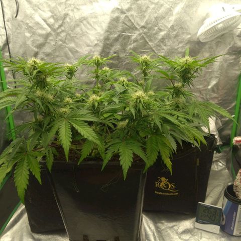 Royal Runtz Auto - Indoor  growlog timeline photo