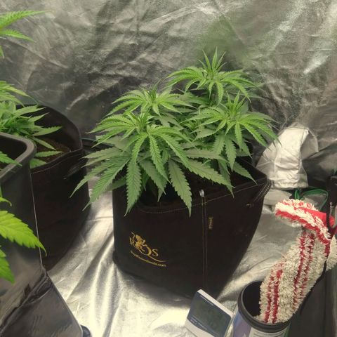 Special Queen #1 - Indoor growlog timeline photo