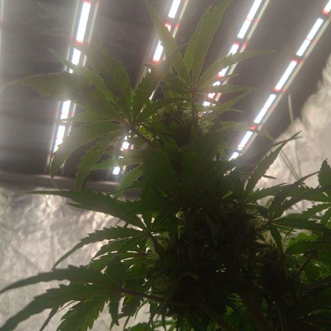 Royal Runtz Auto - Indoor  growlog timeline photo